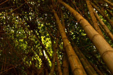 Fototapeta premium bamboo
