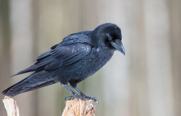 Common Raven - in winter at a wet forest