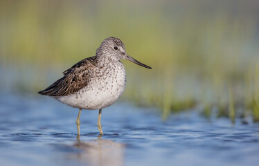 Common Greenshank feeding at a wetland in spring on a migration way