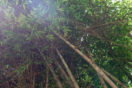  Dense Bamboo Jungle