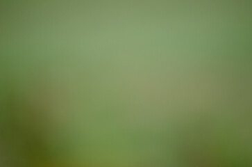 Green out of focus background for design