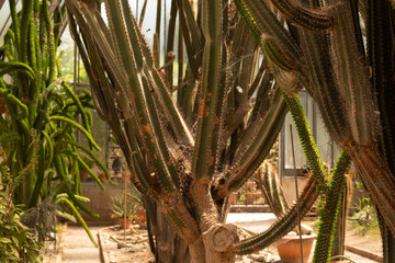  Group of cactus in a botanical garden