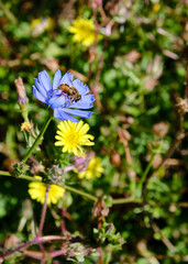 Foto scattata a Tassarolo ad alcuni fiori di cicoria selvatica.