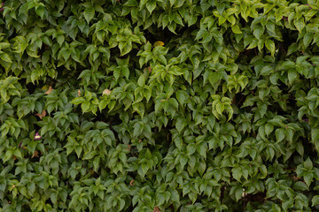 Small green leaves texture background with beautiful pattern. Clean environment.