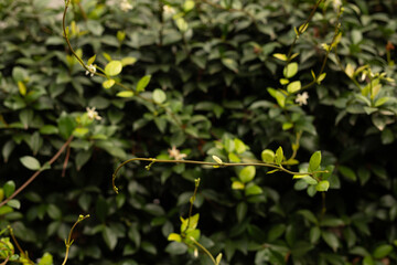  green leaves background