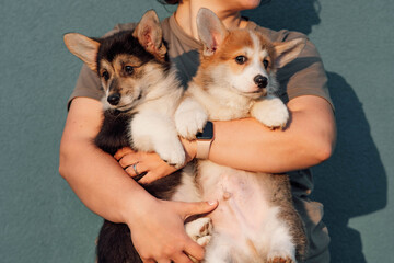 Cropped photo of middle-aged woman standing on blue background, holding two plump puppies of dog...