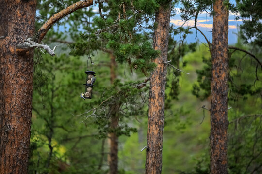 Titmouse in the forest