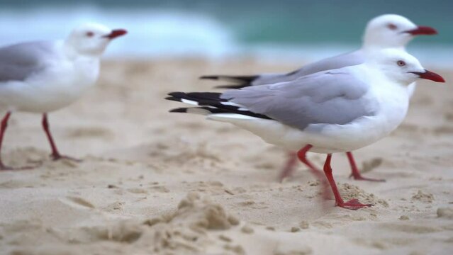 Australian silver gull, chroicocephalus novaehollandiae perched on the golden sandy beach against the winds in the coastal environment, handheld motion close up shot.