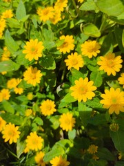 yellow flowers