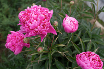 Obraz premium Bush of large pink flowers. Heads of pink blooming peonies