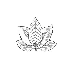 illustration of kratom leaf, a type of plant from the rubiaceae family.