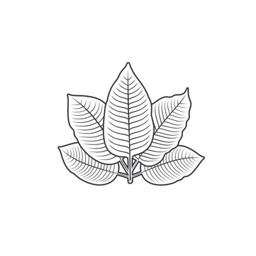 illustration of kratom leaf, a type of plant from the rubiaceae family.