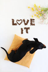 dachshund dog on yellow pillow neer dog food lettering love it