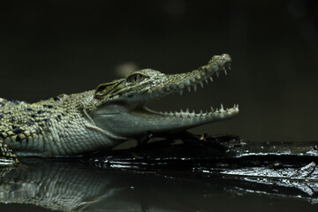 crocodiles, estuarine crocodiles, estuarine crocodiles whose mouths are gaping