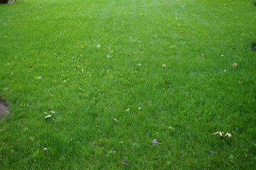 Green lawn in the recreation park.