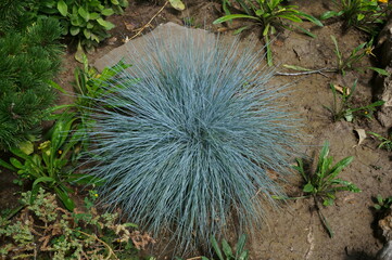 Blooming decorative flowers in the park.
