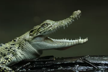 Fotobehang crocodiles, estuarine crocodiles, estuarine crocodiles whose mouths are gaping © ridho