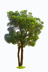 Paraguayan silver trumpet tree on white background