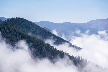 Cloud inversion on the slopes of Mount Teide, Tenerife, Spain, which are covered in pine trees