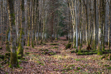 Schönbuch Nature Park in the Stuttgart Region