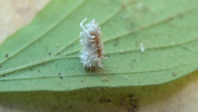 White insect pest walks on a grape leaf