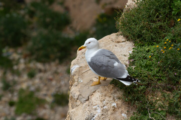 Vista de una gaviota salvaje posada en un acantilado.
