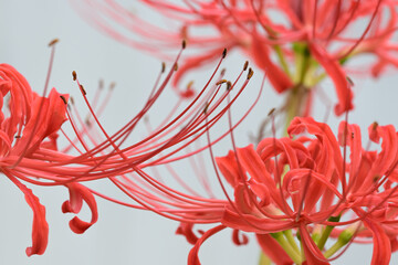 Red Spider Lilies On White Background