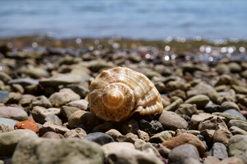 Fototapeta na wymiar Seashell on the river bank. Vacation at the sea. Vacations in nature.