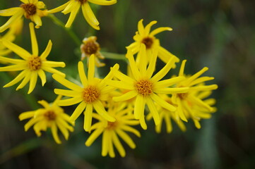 Blooming yellow wildflowers in nature.