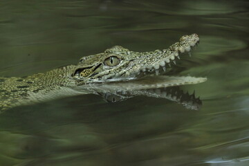 Fototapeta premium crocodile, estuarine crocodile, estuarine crocodile whose mouth is open