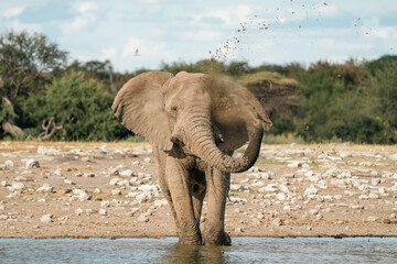 Serenity in the Savanna: Majestic Wild Elephant Enjoying Mud Bath at Namibian Waterhole, Nature's Harmony and Conservation Concept