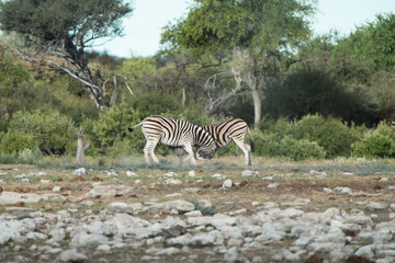 Savannah Clash: Struggle for Dominance - Wild Zebras Engaged in Ferocious Battle Amidst Namibian Landscape