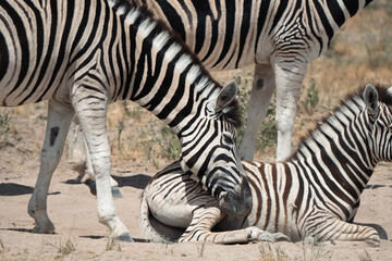 Fototapeta na wymiar Tender Moments on the Savanna: Loving Zebra Mother Comforting Her Striped Foal in the Heart of African Wilderness