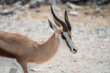 impala antelope in kruger national park