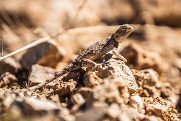 Master of Camouflage, Close-Up of a Grey Chameleon Perched on a Rocky Outcrop