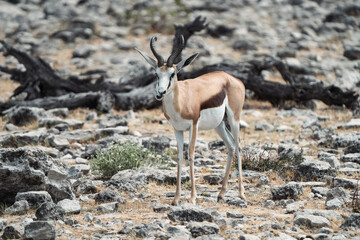 Graceful Freedom: Majestic Impala Antelope Roaming Namibia's Vast Wilderness