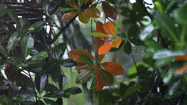 A soothing video of rain drops falling on colorful jackfruit leaves, accompanied by the real sound of rain. The video is perfect for relaxation, meditation, and sleep.