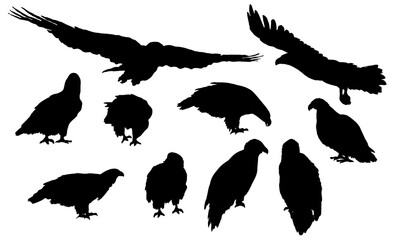 Set of bald eagles silhouettes. Wild birds eagles fly, stand and sit on branches. USA symbol. Realistic vector animal