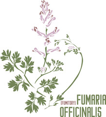 Common fumitory medicinal herb in color vector silhouette. Medicinal Fumaria officinalis plant. Set of Fumaria officinalis in color image for pharmaceuticals and. Medicinal herbs color drawing