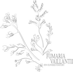 Few-flowered fumitory flowers and leafs vector contour. Fumaria vaillantii plant outline. Set of medicinal Fumaria vaillantii in Line for pharmaceuticals. Contour drawing of medicinal herbs