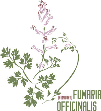 Common fumitory medicinal herb in color vector silhouette. Medicinal Fumaria officinalis plant. Set of Fumaria officinalis in color image for pharmaceuticals and. Medicinal herbs color drawing
