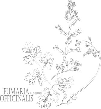 Common fumitory flowers and leafs vector contour. Fumaria officinalis plant outline. Set of medicinal Fumaria officinalis in Line for pharmaceuticals. Contour drawing of medicinal herbs