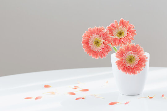 pink gerber in white vase on white table