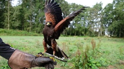 Footage of a Harris eagle perching on the falconer's arm. Slow motion