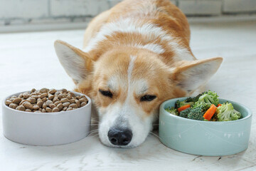 Corgi dog with a bowl of food and meat. Choice of food. Animal food.