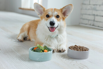 Corgi dog with a bowl of food and meat. Choice of food. Animal food. - 651084092