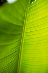 Embark on a journey of abstract exploration with this close-up photograph capturing the intricate lines of a banana leaf. The vibrant shades of green create a mesmerizing abstract pattern, inviting vi
