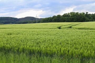 Wheat field in the spring