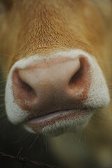 Discover the innocent curiosity captured in the photograph of this young calf, with its nose...