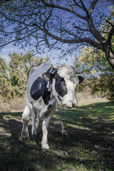 A white bull with black spots grazes on the lawn under a tree